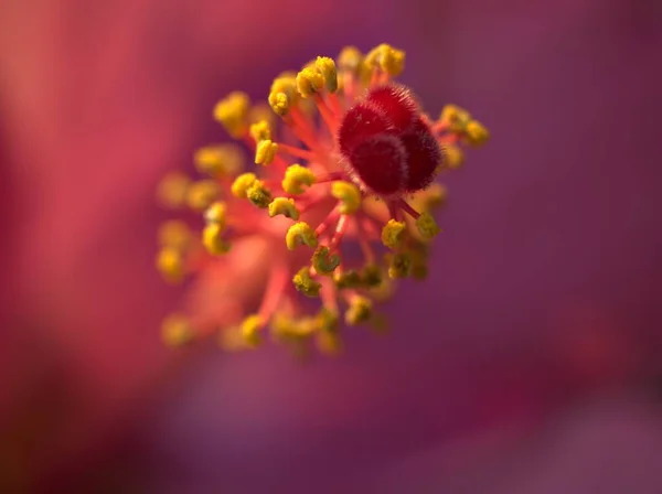 Gros Plan Pollen Jaune Rouge Fleur Hibiscus Rose Avec Fond — Photo