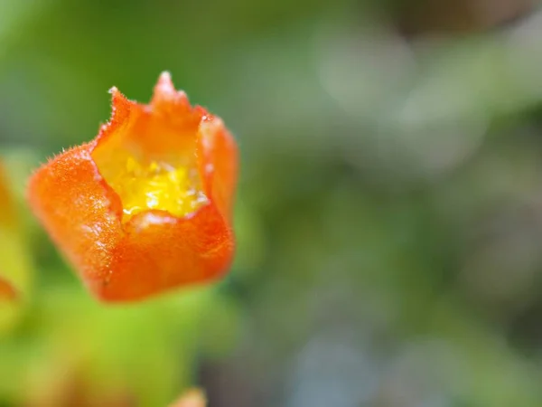 Szekrény Sárga Narancs Alloplectus Virág Növény Kertben Homályos Háttér Makró — Stock Fotó