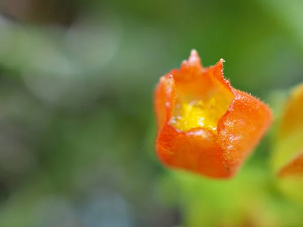 Closeup Amarelo Alaranjado Planta Flor Alloplectus Jardim Com Fundo Borrado — Fotografia de Stock