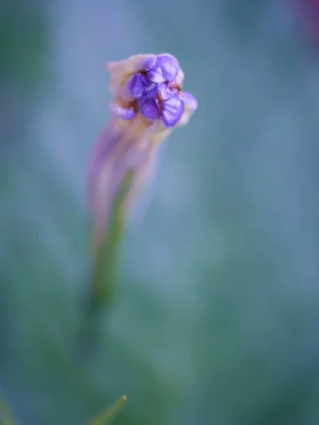 緑の背景 蕾の花とぼかし マクロ画像 ソフトフォーカス 甘い色を持つ庭で紫紫色のルエリアToberosa野生のペチュニアの花を閉じます — ストック写真