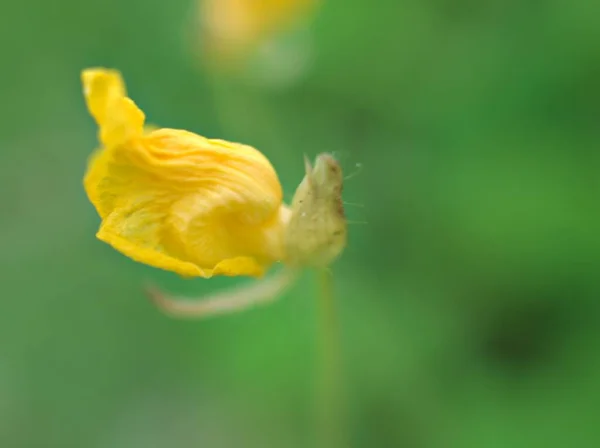 Closeup Amarelo Flor Ina Jardim Com Fundo Borrado Verde Imagem — Fotografia de Stock