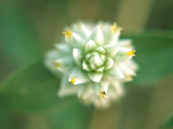 Närbild Vit Blomma Växt Trädgården Med Grön Suddig Bakgrund Makrobild — Stockfoto