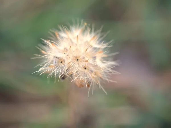 Closeup Dry White Tridax Procumbens Daisy Seed Garden Blurred Background — Stok Foto