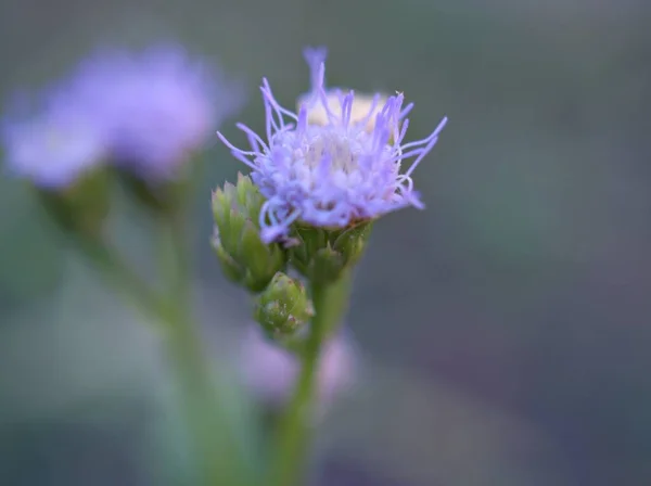 Closeup Blue Flower Garden Green Blurred Background Macro Image Sweet — Stock Photo, Image