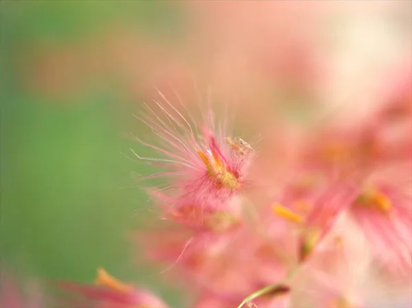 Primo Piano Bel Fiore Piuma Morbida Rosa Giardino Con Sfondo — Foto Stock