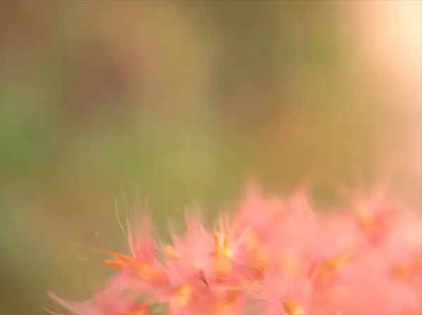 Nahaufnahme Schöne Rosa Weiche Feder Blume Garten Mit Verschwommenem Hintergrund — Stockfoto