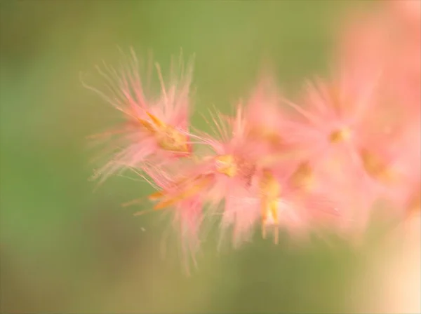 Nahaufnahme Schöne Rosa Weiche Feder Blume Garten Mit Verschwommenem Hintergrund — Stockfoto