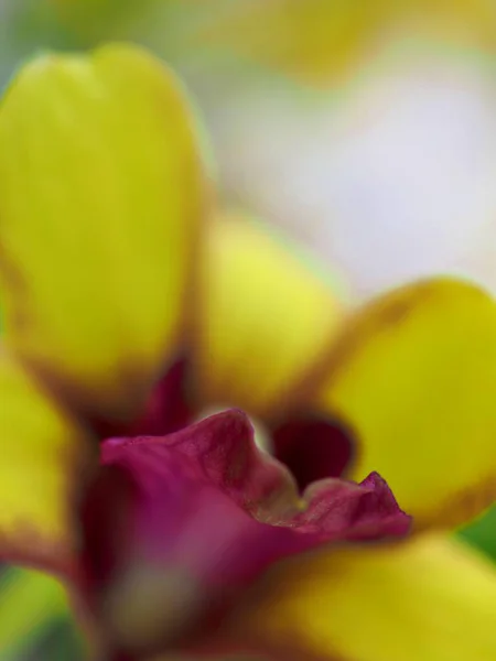 Zbliżenie Żółte Płatki Orchidei Kwiat Rozmytym Tle Obraz Makro Miękkie — Zdjęcie stockowe