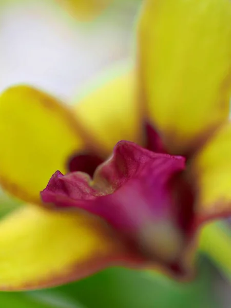 Orkide Çiçeğinin Yakın Plan Sarı Yaprakları Bulanık Arka Plan Makro — Stok fotoğraf