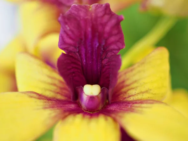 Primer Plano Pétalos Amarillos Flor Orquídea Con Fondo Borroso Imagen — Foto de Stock