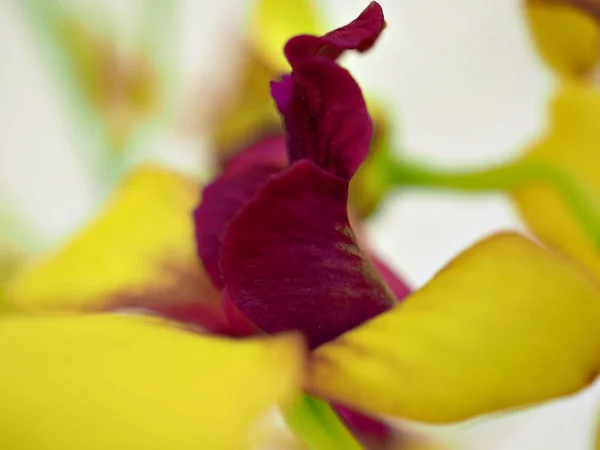 Gros Plan Pétales Jaunes Fleur Orchidée Avec Fond Flou Macro — Photo