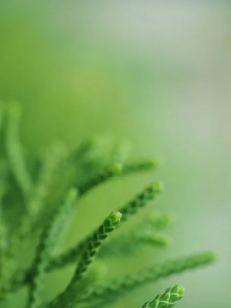 背景模糊 宏观形象 焦点柔和 色泽甜美的园林中的绿松叶 — 图库照片
