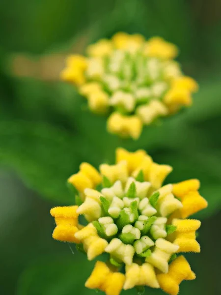Closeup Yellow West Indian Lantana Camara Flowers Garden Green Blurred — Stock Photo, Image