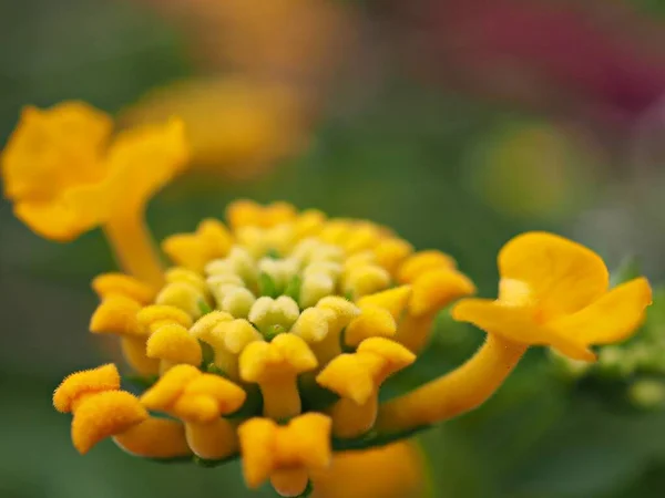 Yakın Plan Sarı Batı Hint Lantana Camara Çiçekleri Yeşil Bulanık — Stok fotoğraf