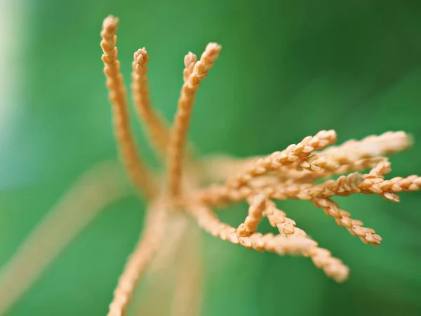 背景がぼやけた庭に水滴がある乾燥植物を閉じ ぼかしと柔らかい焦点で自然に液滴と枯れ葉 マクロ画像 — ストック写真