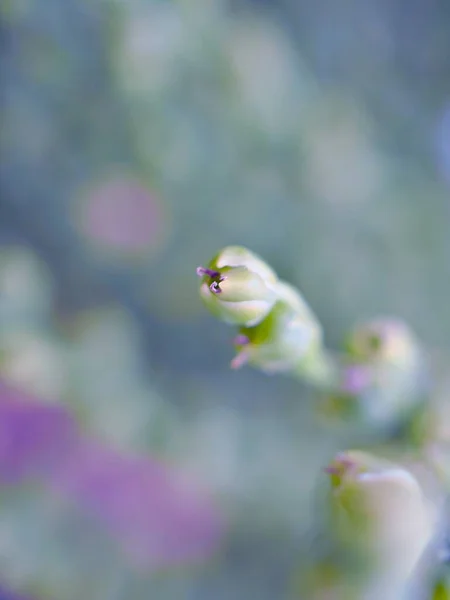 Zbliżenie Purpurowy Kwiat Ogrodzie Rozmytym Tle Makro Obraz Miękkie Ognisko — Zdjęcie stockowe