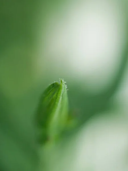 叶绿花 叶绿且自然模糊 宏观形象 软聚焦点 — 图库照片