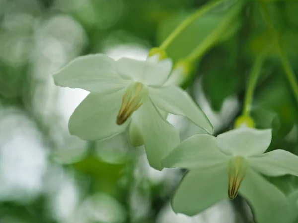 Zbliżenie Białe Płatki Wody Jaśminu Kwiaty Ogrodzie Rozmytym Tle Obraz — Zdjęcie stockowe