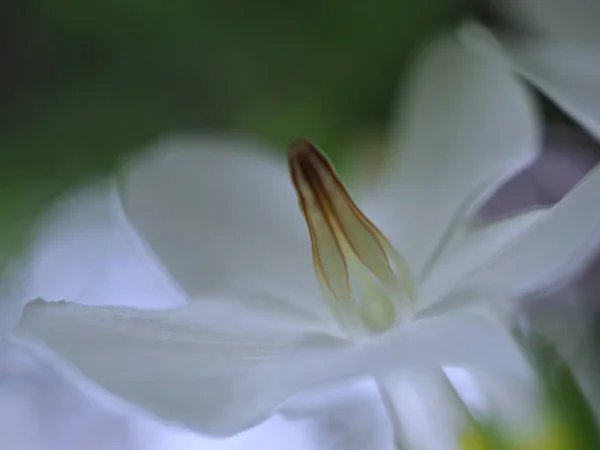 Nahaufnahme Weiße Blütenblätter Von Wasserjasmin Blumen Garten Mit Verschwommenem Hintergrund — Stockfoto