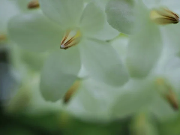 背景がぼやけている庭の水ジャスミンの花の白い花弁を閉じる マクロ画像 ソフトフォーカス — ストック写真