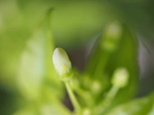 Fiore Germoglio Primo Piano Con Sfondo Verde Sfocato Foglia Verde — Foto Stock