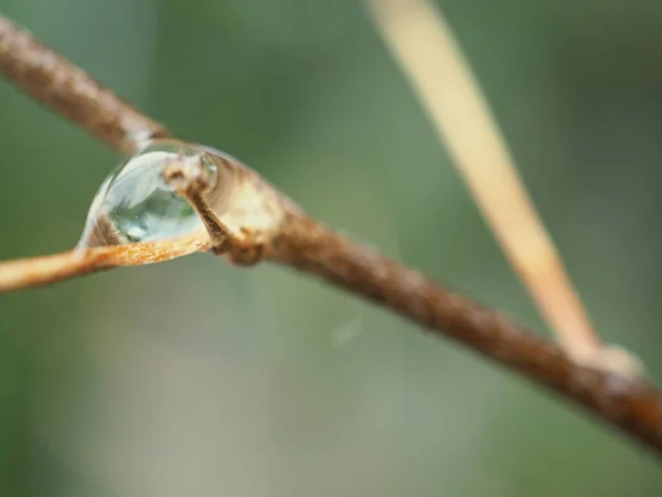 Капля Воды Крупным Планом Сухом Растении Саду Размытым Фоном Капли — стоковое фото