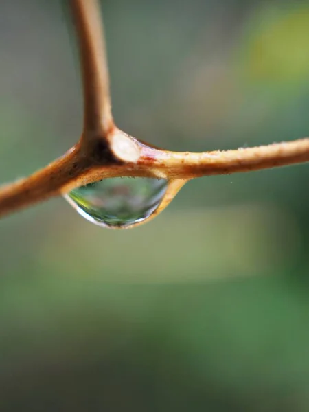 Zbliżenie Kropli Wody Suchą Roślinę Ogrodzie Rozmytym Tłem Kropelka Zieloną — Zdjęcie stockowe
