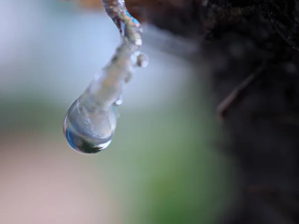 Closeup Water Drop Dry Plant Garden Blurred Background Droplet Green — Stock Photo, Image