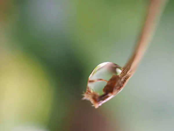 Closeup Water Drop Plant Garden Blurred Background Droplets Green Leaf — Stock Photo, Image