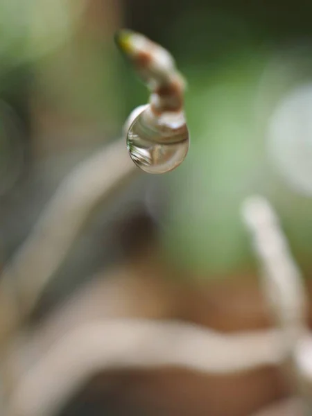 Closeup Gota Água Planta Jardim Com Fundo Desfocado Gotas Folha — Fotografia de Stock