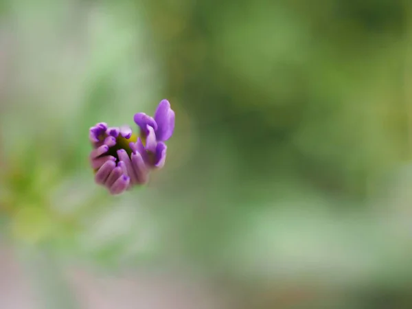 Płatki Zbliżenie Fioletowy Stokrotka Kwiat Rozmytym Tle Kwiat Fioletowy Pączek — Zdjęcie stockowe