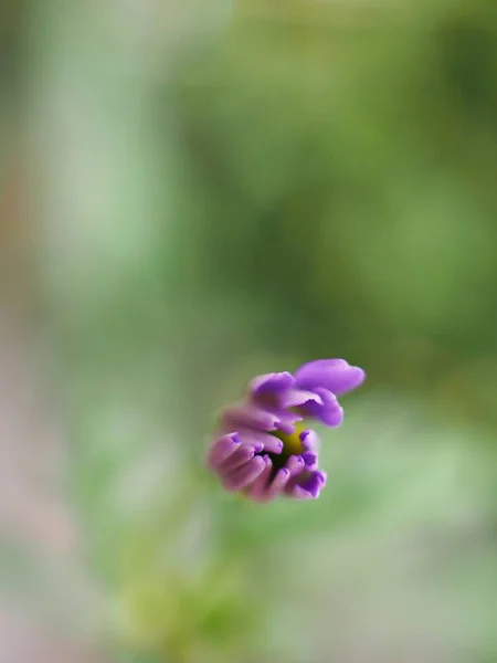 Closeup Petals Purple Daisy Flower Blurred Background Bud Violet Flower — Stock Photo, Image