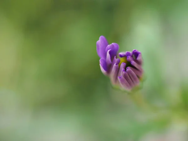 Gros Plans Pétales Pourpre Fleur Marguerite Avec Fond Flou Fleur — Photo