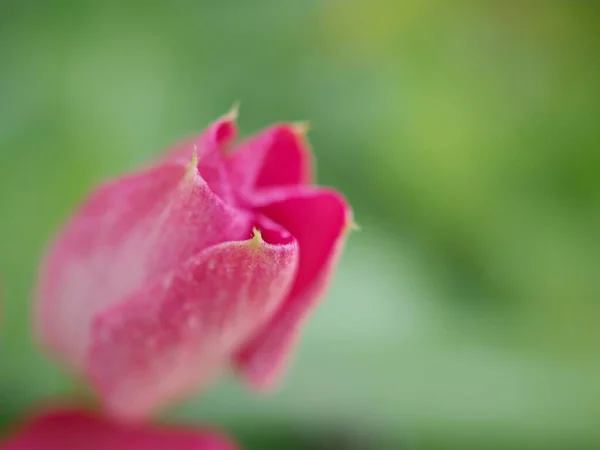Closeup Pink Petals Periwinkle Madagascar Flower Garden Green Blurred Background — Stock Photo, Image