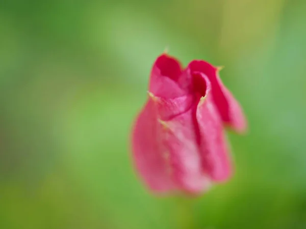 Nahaufnahme Rosa Blütenblätter Der Immergrünen Madagaskar Blume Garten Mit Grün — Stockfoto