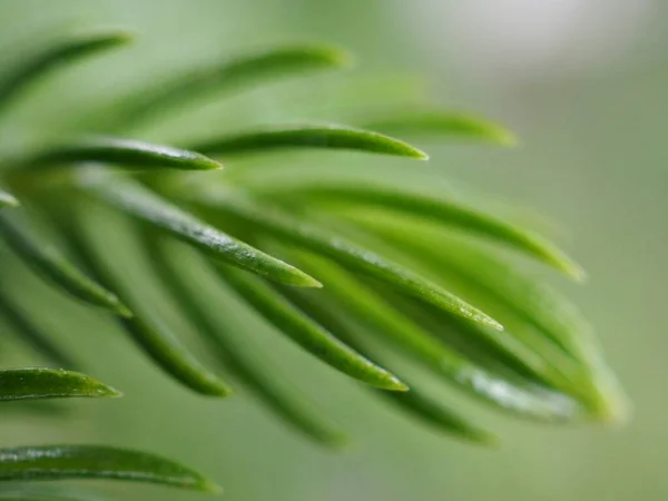 Primeros Planos Gotas Agua Sobre Hoja Verde Jardín Con Fondo — Foto de Stock