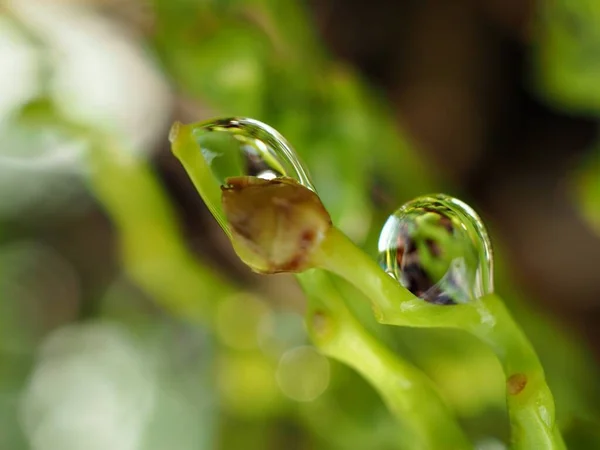 背景がぼやけた庭の水滴 自然界の緑の植物の滴 マクロ画像 露と緑の葉を閉じます — ストック写真