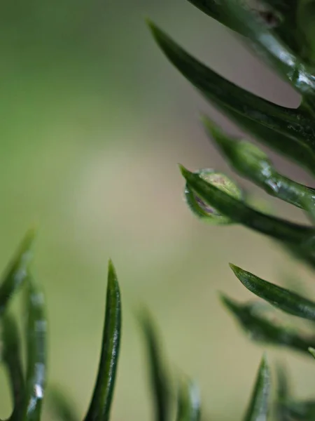 Nahaufnahme Grünes Blatt Mit Wassertropfen Garten Mit Verschwommenem Hintergrund Tröpfchen — Stockfoto