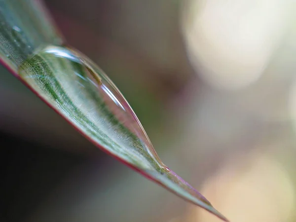 Bahçede su damlası olan yakın plan yeşil yaprak bulanık arka plan, yeşil bitki damlacıkları, makro görüntü, çiy damlası 