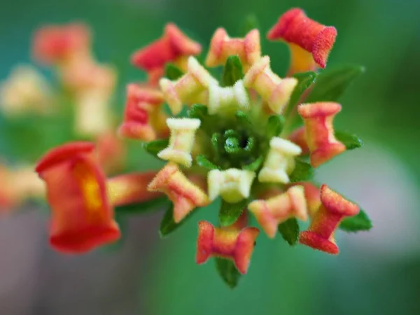 Крупный План Красный Lantana Camara Западно Индийские Цветы Саду Зеленым — стоковое фото