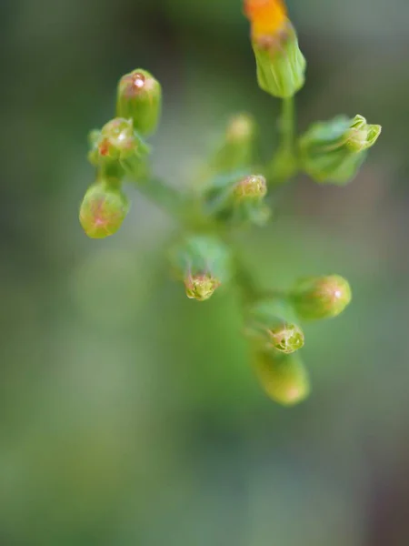 Bahçede Yeşil Bulanık Arkaplan Makro Görüntü Yumuşak Odak — Stok fotoğraf