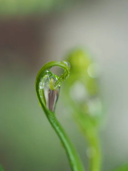 정원에 물방울이 클로즈업하고 자연계의 초록빛 식물에 방울들 매크로 이미지 — 스톡 사진