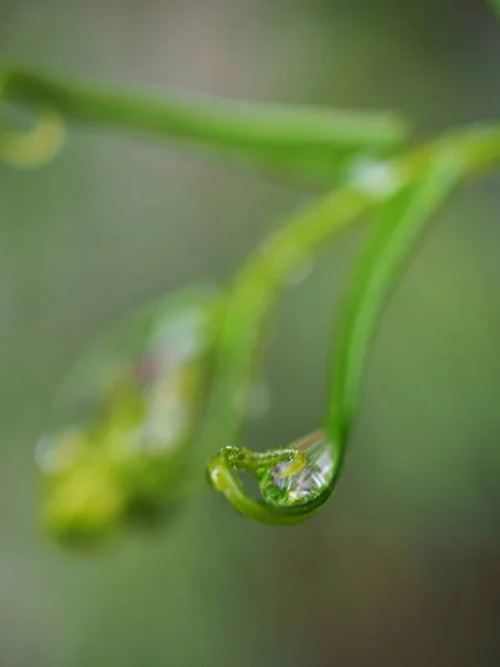 Primer Plano Hoja Verde Con Gota Agua Jardín Con Fondo — Foto de Stock