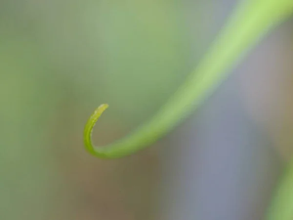 Folha Verde Close Com Gota Água Jardim Com Fundo Desfocado — Fotografia de Stock