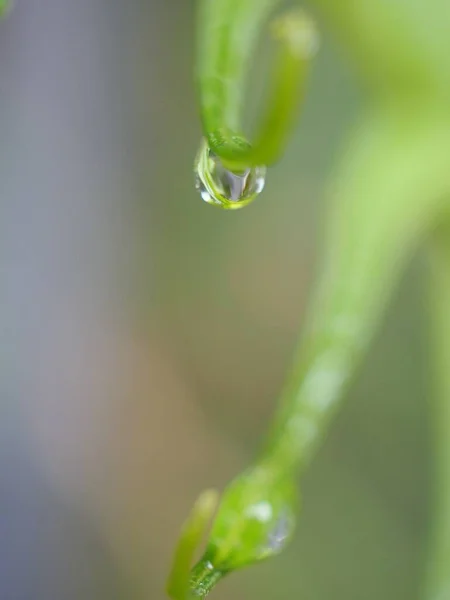 Closeup Nature Water Drop Green Leaf Garden Blurred Background Macro — Stock Photo, Image