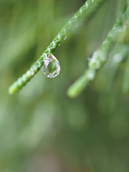 Närbild Natur Vatten Droppe Grönt Blad Trädgården Med Suddig Bakgrund — Stockfoto