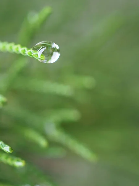 Närbild Natur Vatten Droppe Grönt Blad Trädgården Med Suddig Bakgrund — Stockfoto