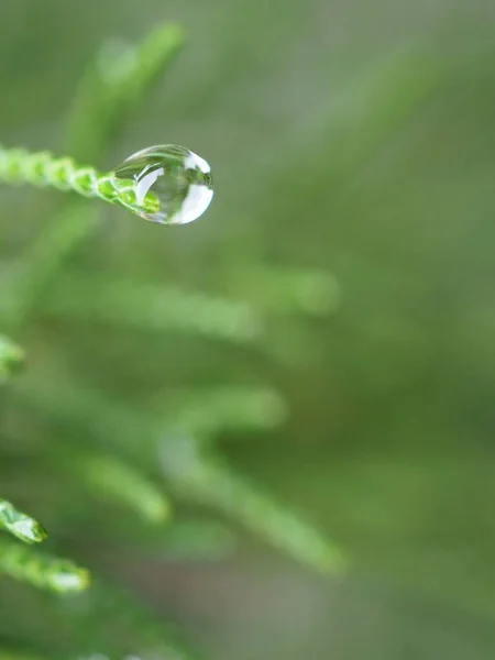 Closeup Gota Água Natureza Folha Verde Jardim Com Fundo Borrado — Fotografia de Stock