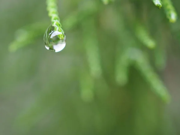 Closeup Nature Water Drop Green Leaf Garden Blurred Background Macro — Stock Photo, Image