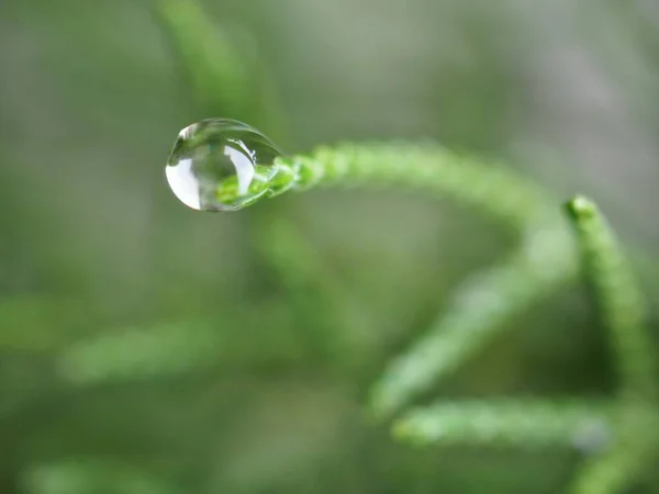 背景がぼやけている庭の緑の葉の上に自然水のドロップを閉じる マクロ画像 柔らかい焦点 葉の滴 — ストック写真